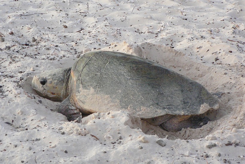 66- Une tortue caouanne vient pondre sur la plage.JPG
